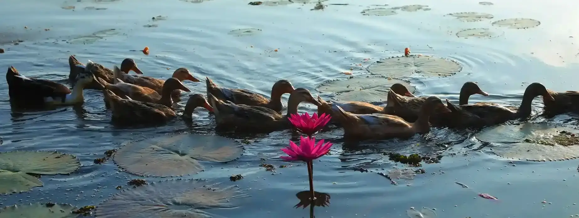 Essential Kerala Experience