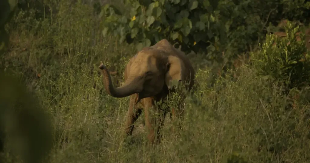 Tour Essenza Esotica del Nord Kerala 12 giorni