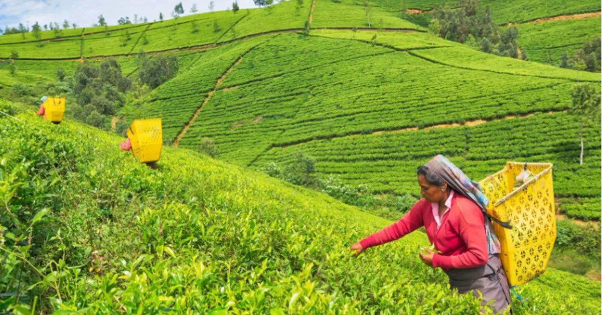 Sri Lanka: Gran Tour tra Dagoba, Fortezze e Natura Selvaggia