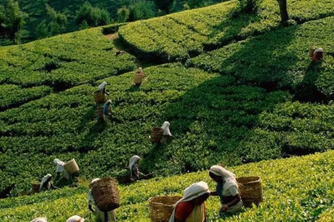 Viaggi in Sri Lanka | da INDEOR Sri Lanka Experience