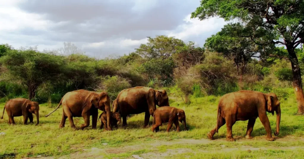 Tour dello Sri Lanka per le famiglie