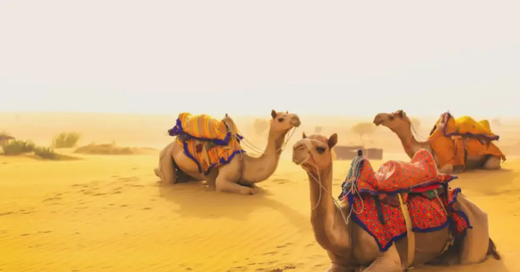 Tour completo Nord India 15 Giorni