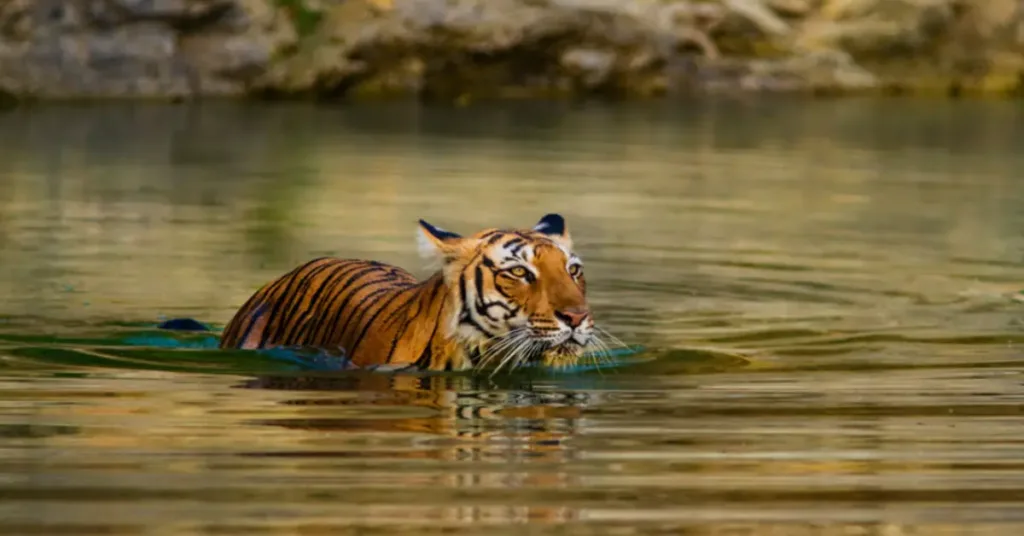 Triangolo d Oro & Ranthambore Storia Maharaja e Tigri 07 Giorni