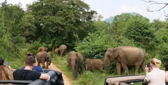 Viaggio in gruppo spirituale e culturale tra India e Sri Lanka con festival unico al mondo - ESCLUSIVO INDEOR One™