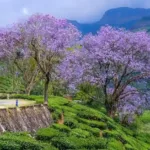 Classic Kerala Honeymoon