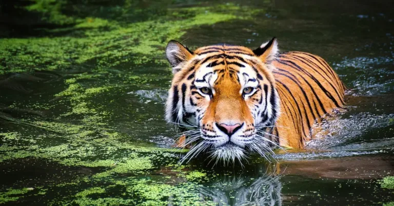 Into the Wild South From Tigers to Tea Hills