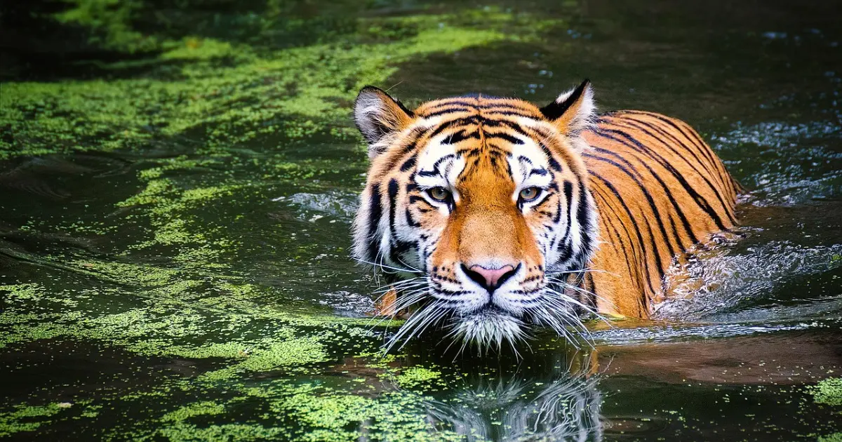 Into the Wild South: From Tigers to Tea Hills