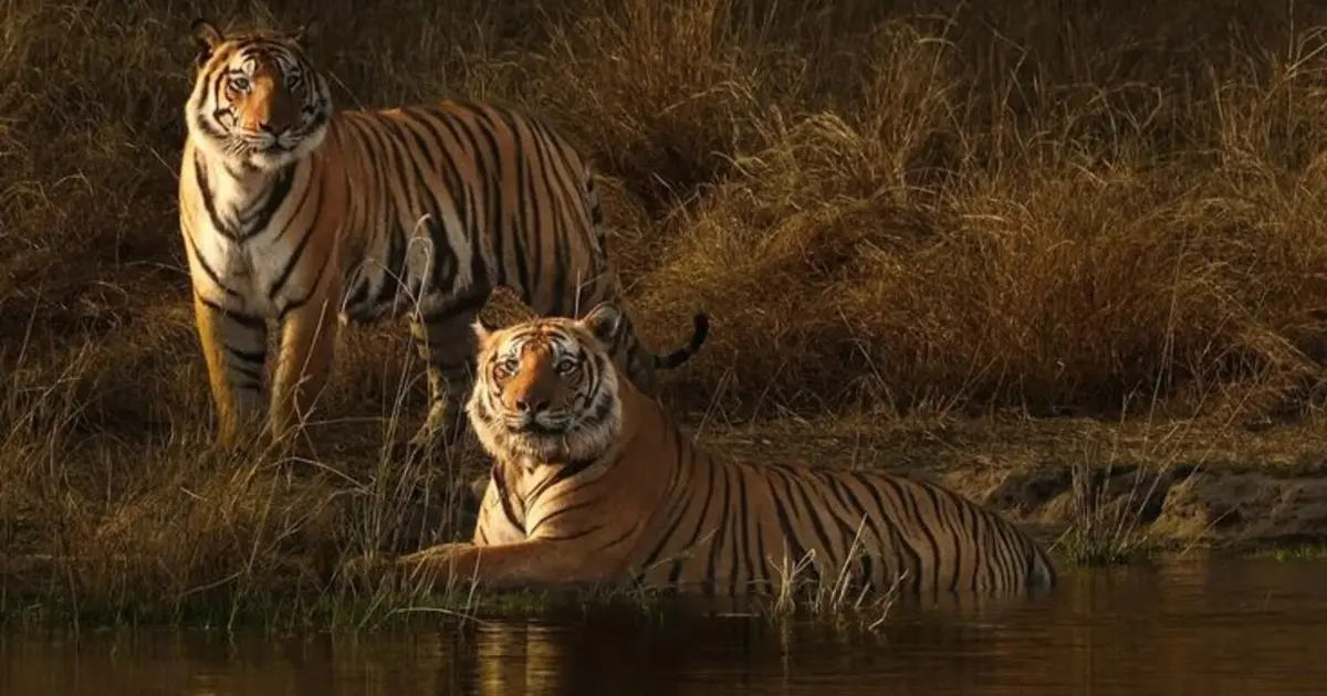 Mystical South India: Tigers, Temples & Tea Hills