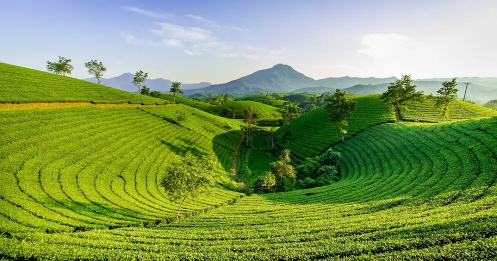 Premium South India Flavors, Festivals & Serenity