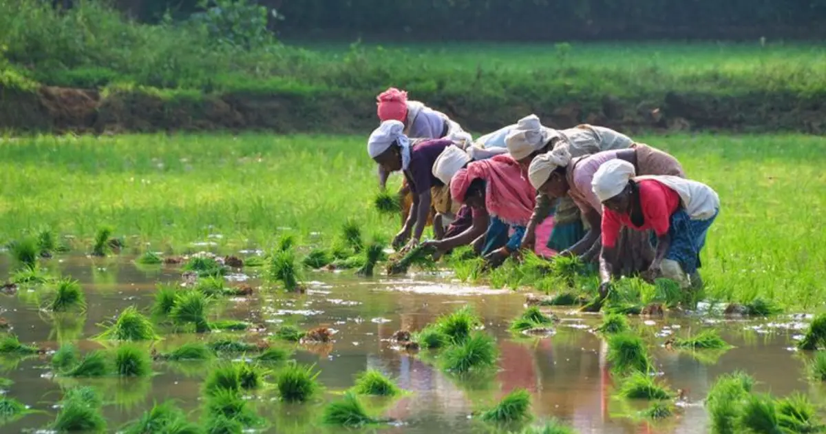 South India Expedition: Kerala Beauty & Tamil Nadu Traditions