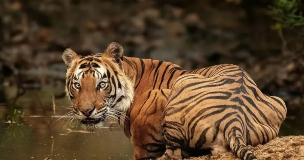 Tigers & Taj India’s Iconic Journey