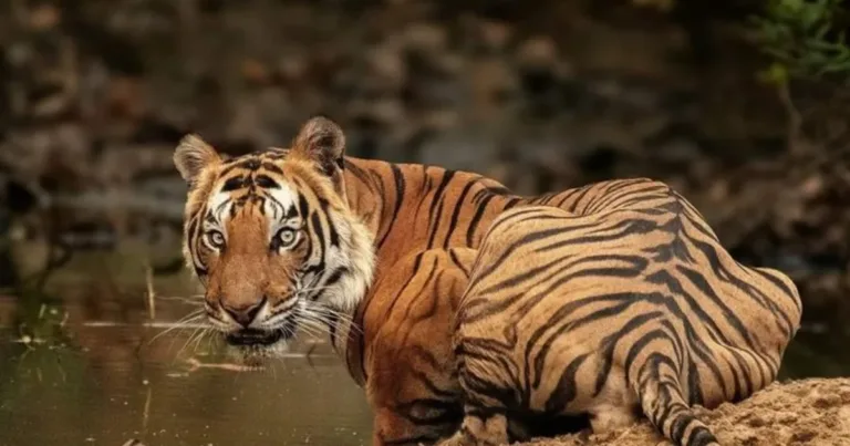 Tigers & Taj India’s Iconic Journey