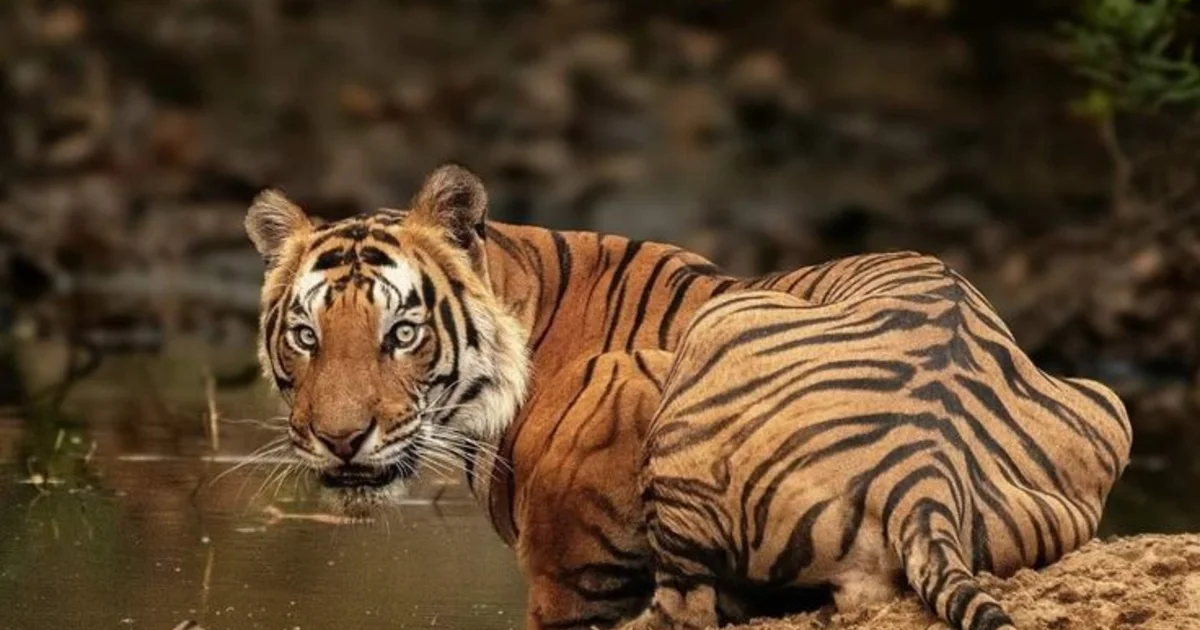 Tigers & Taj: India’s Iconic Journey