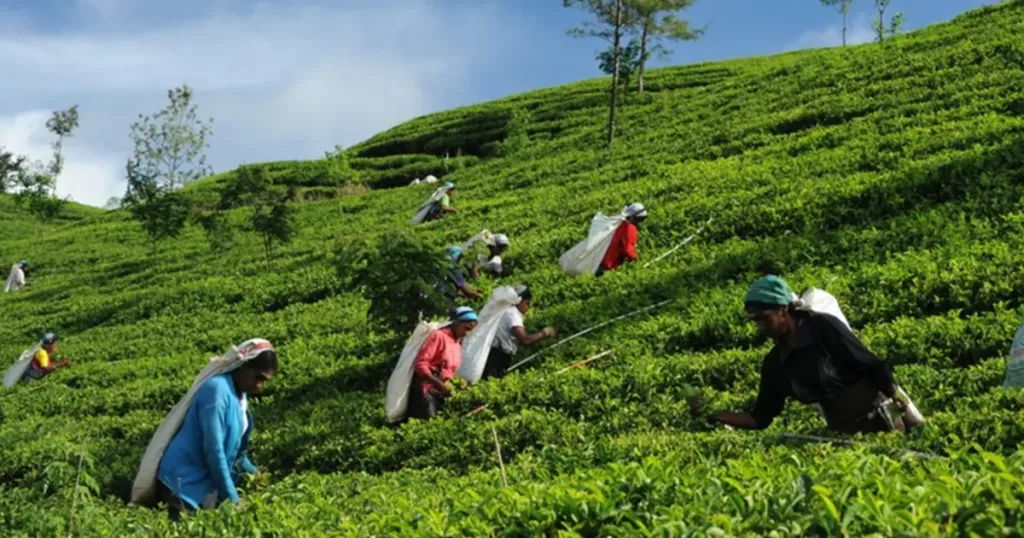 Tour Kerala & Beyond: A Southern India Odyssey