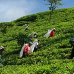 Tour Kerala & Beyond: A Southern India Odyssey
