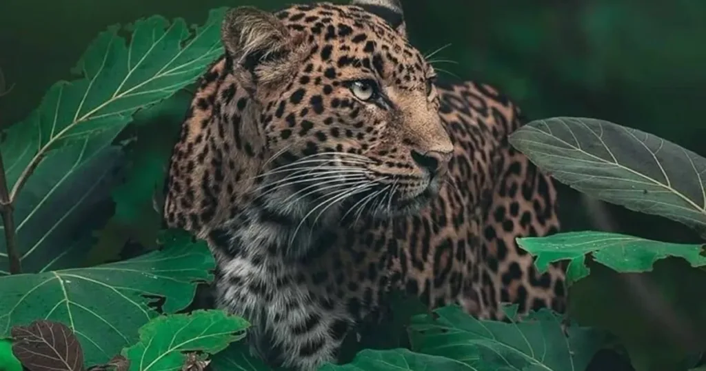 Wild Heritage of Sri Lanka