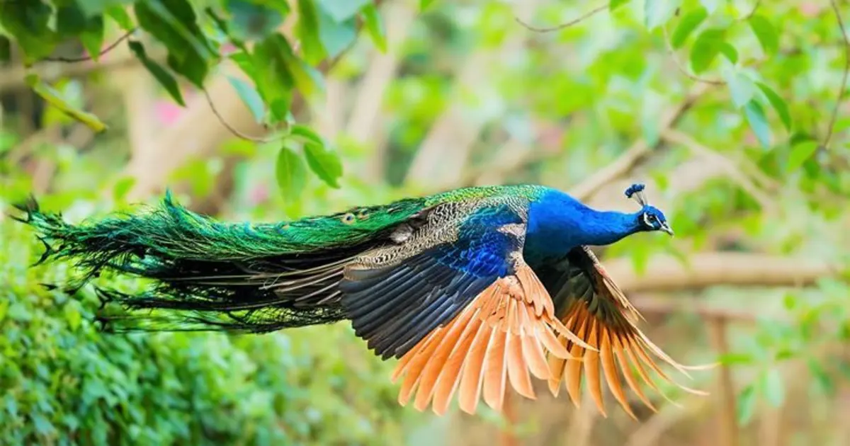 Sri Lanka Wild Encounters