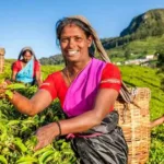 Ultimate Sri Lanka Tour: Sigiriya, Galle & Tropical Shores