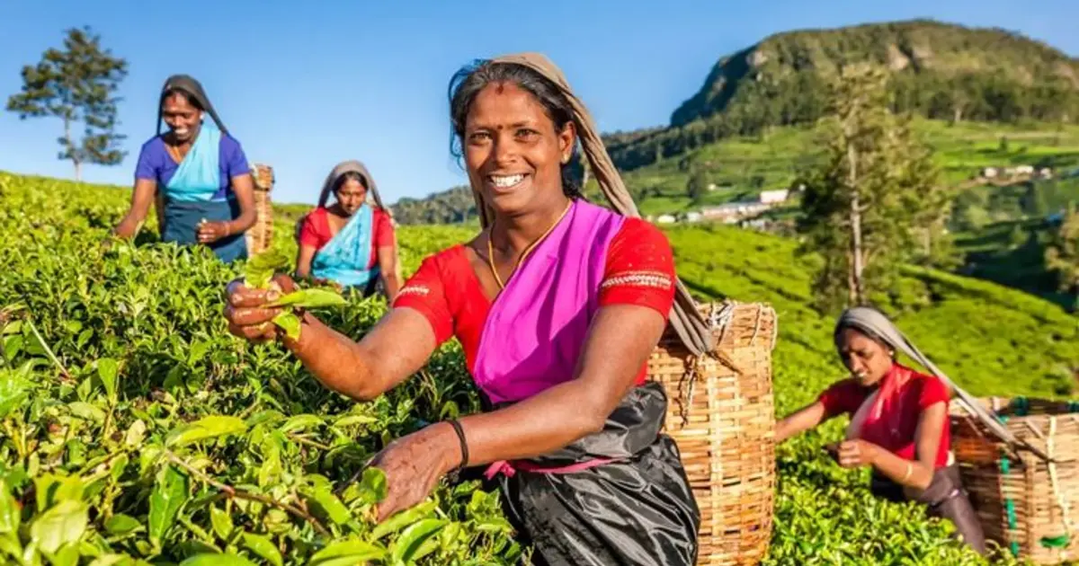 Ultimate Sri Lanka Tour: Sigiriya, Galle & Tropical Shores