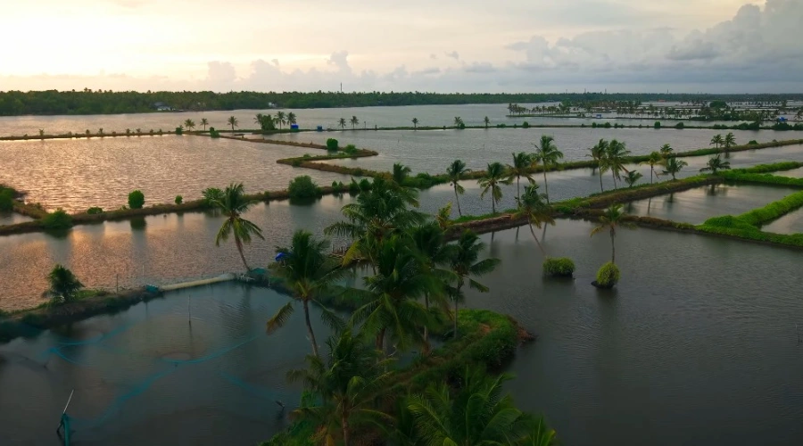 Kadamakkudy Wetlands Sunset Cruise