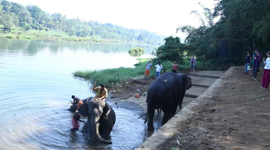 Elephant Camp Visit with Authentic Kerala Backwater Cruise