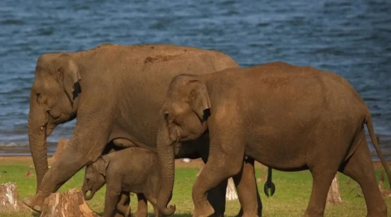 The Serai, Kabini (1)