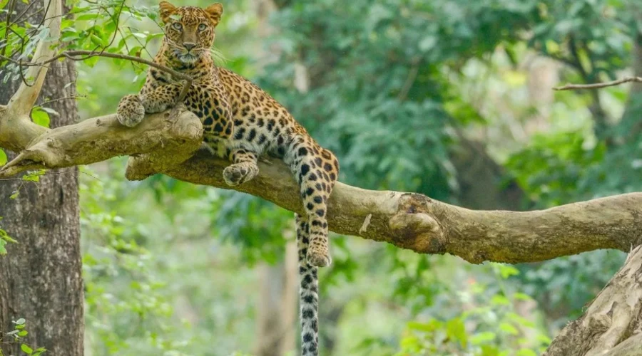 The Serai, Kabini (2)