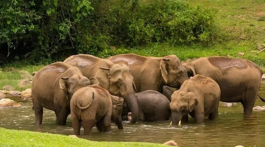 Anankulam Munnar