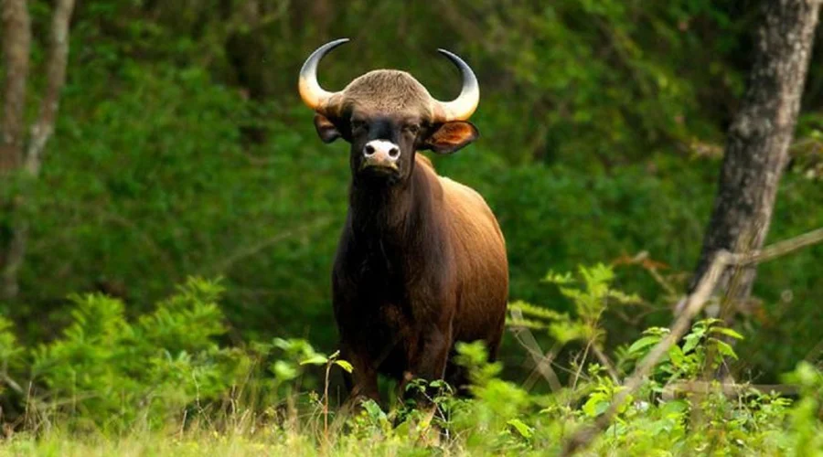 Bison Valley Munnar