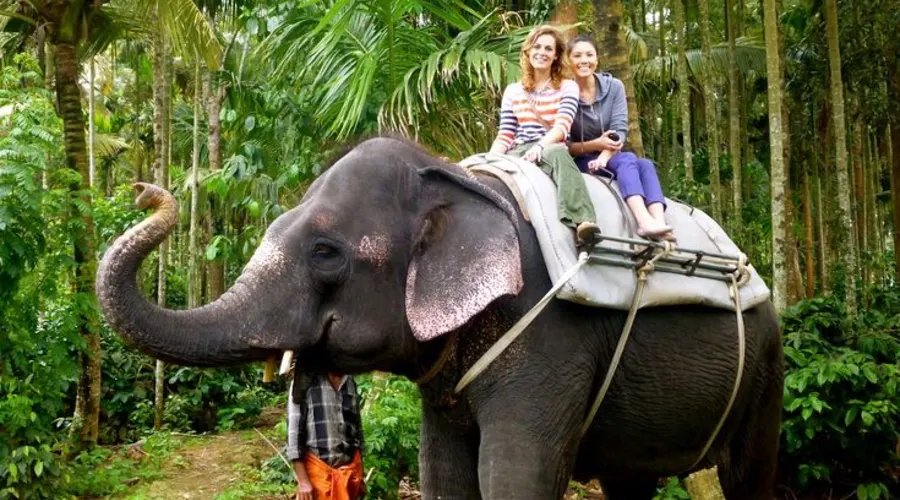 Elephant Junction thekady
