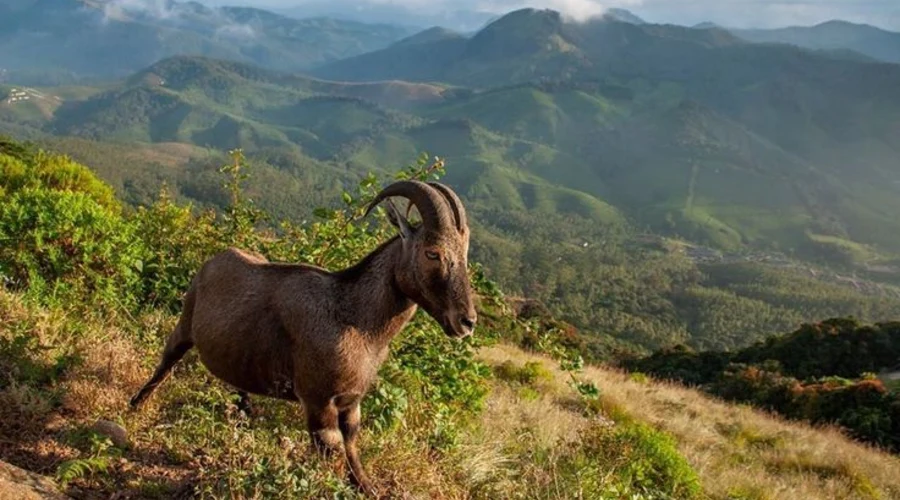 Eravikulam National park