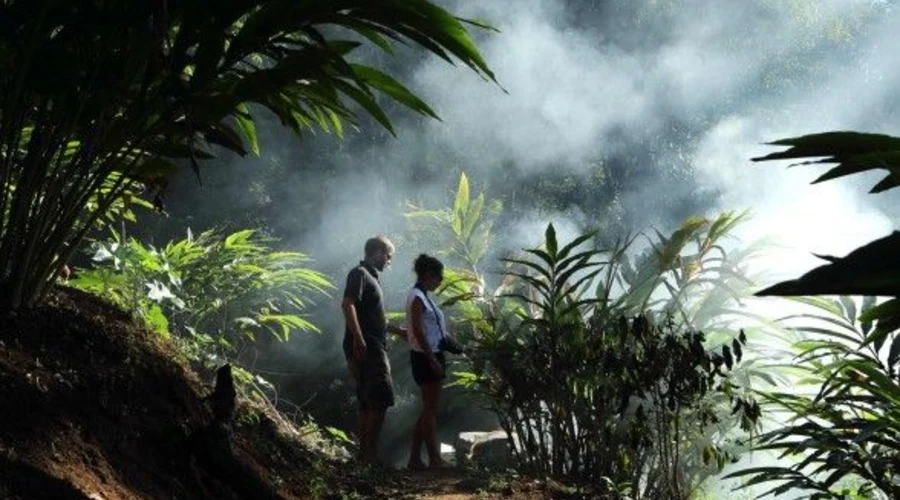 Munnar Cardamom Plantation Kerala