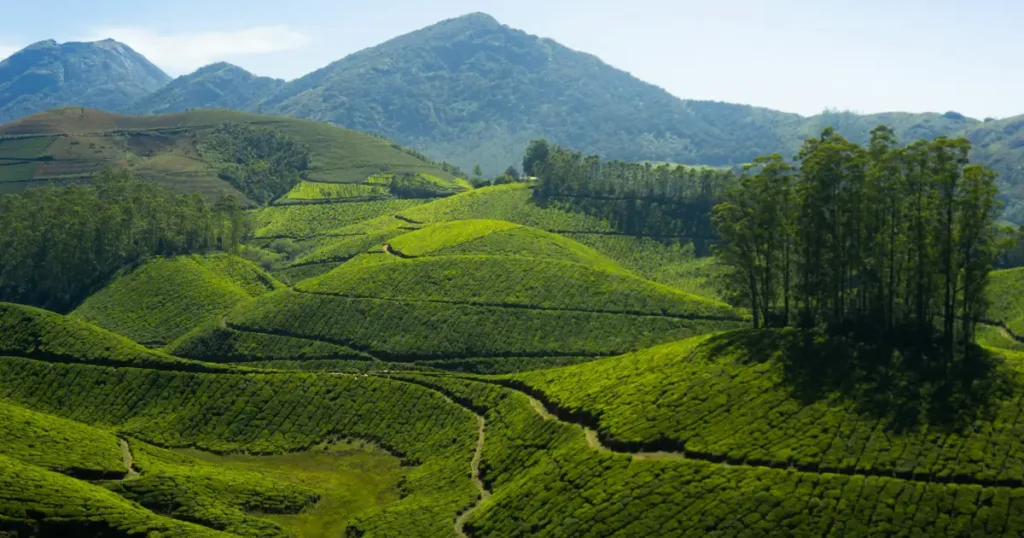 Munnar Tea Plantation