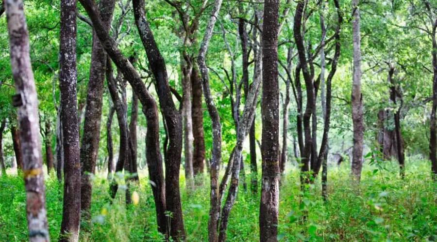 Sandalwood forest Marayoor Kerala