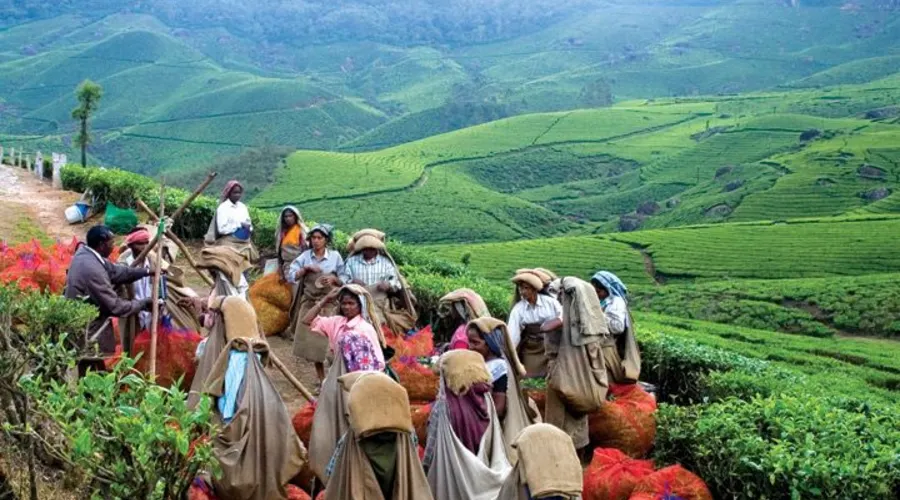 Tea plantation workers Munnar
