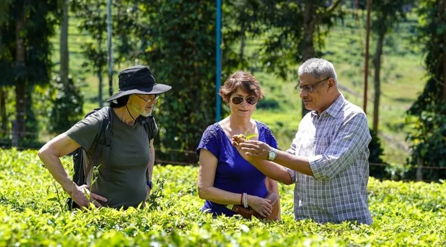 Half Day Thekkady Tea Garden Walking Tour