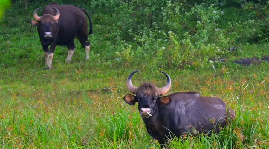 Thekkady wildlife boar