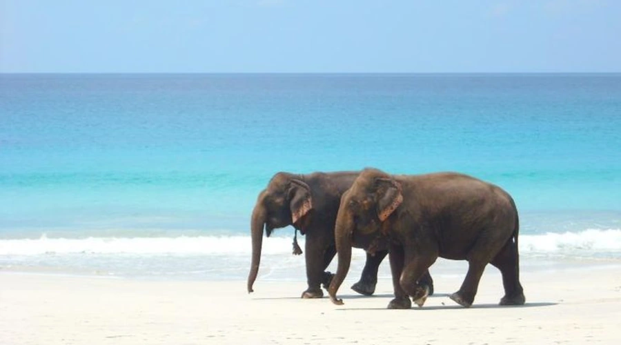 Elephant Beach andaman
