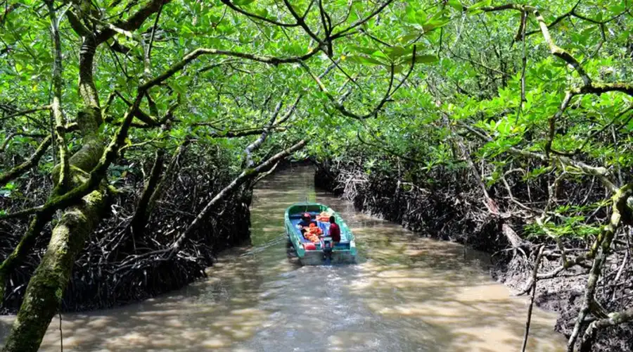 Mangroove creeks andaman 1