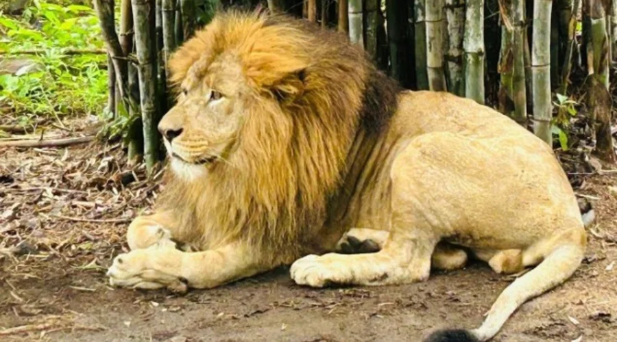 Bannerughatta Biological Park Karnataka 2