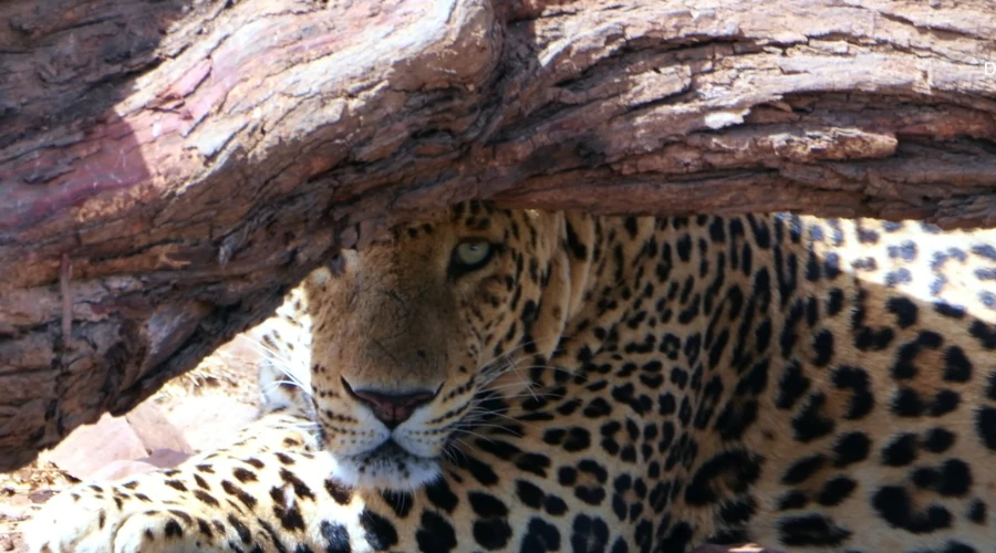 Gir National Park Safari1