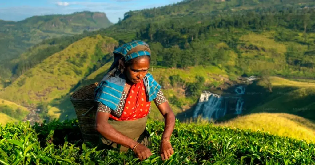 Tea Plantation Hero Image 2