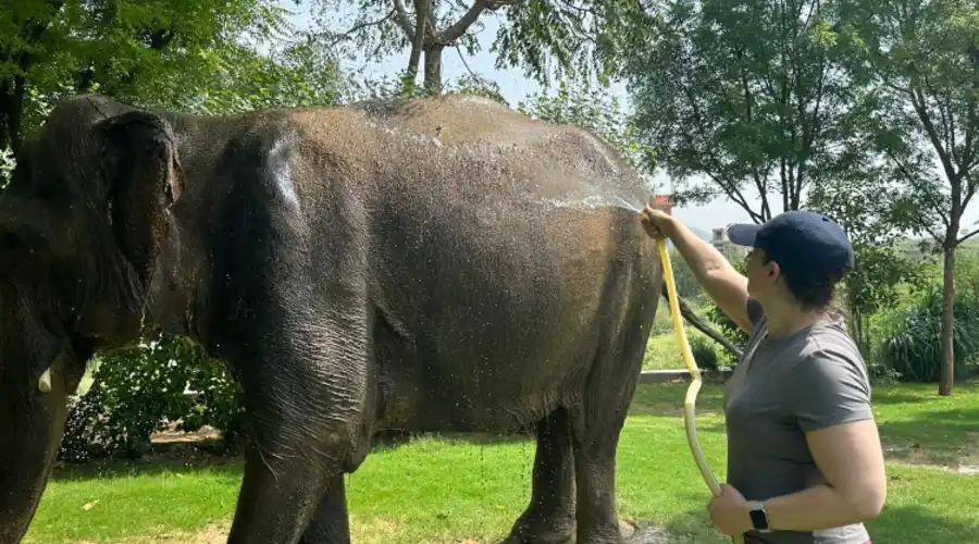 Jaipur Elephant Sanctuary Visit 3