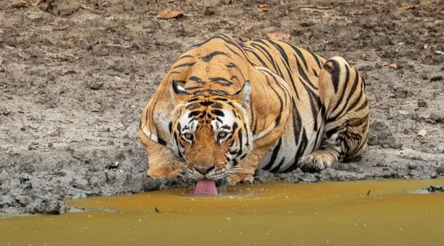 Tiger Safari Ranthambore 3